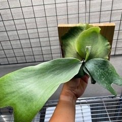 ビカクシダ　P. willinckii Baliの画像
