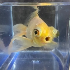 白出目金の画像