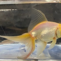 白出目金の画像
