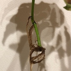 ベゴニア　ベゴニアマクラータ　観葉植物　園芸　ガーデニングの画像