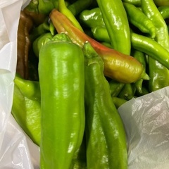 万願寺　ししとう　新鮮野菜　丹波篠山市の画像