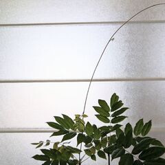 藤の盆栽の画像