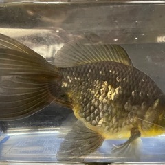 琉金の画像