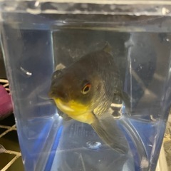 琉金の画像