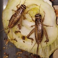イエコオロギの画像
