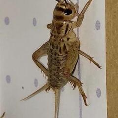 イエコオロギの画像