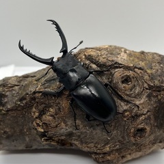 ギラファノコギリクワガタ　ケイスケ　フローレス島産　オス単の画像