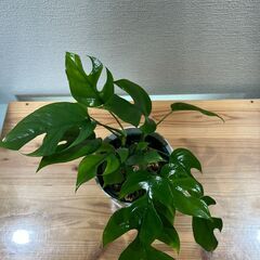 観葉植物 ヒメモンステラ(4株寄せ植え)の画像