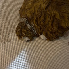【犬】アメリカンコッカースパニエルだと思う
の画像