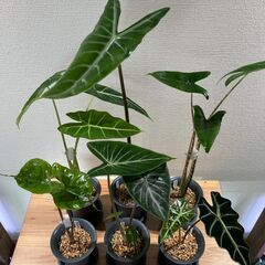 観葉植物 アロカシア6種セットの画像