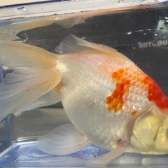 琉金の画像