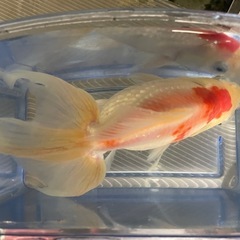 琉金の画像