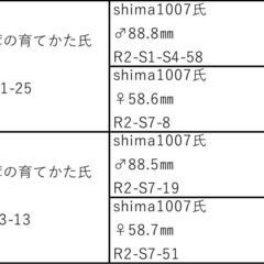 【54.0㎜♀】オオクワガタ能勢SR血統　C05の画像