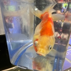 金魚の画像