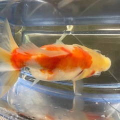 金魚の画像