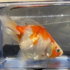 金魚の画像