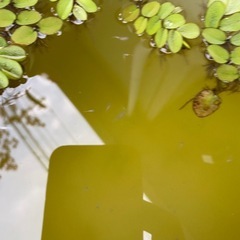 白メダカ針子　②の画像