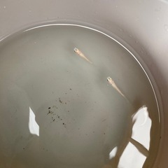 白メダカ針子　②の画像