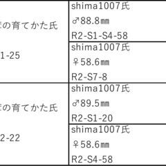 【85.3㎜♂】オオクワガタ能勢SR血統　D13の画像