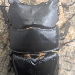 【87.0㎜♂】オオクワガタ能勢SR血統　D40の画像