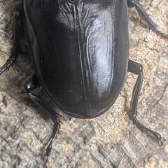 【87.0㎜♂】オオクワガタ能勢SR血統　D40の画像