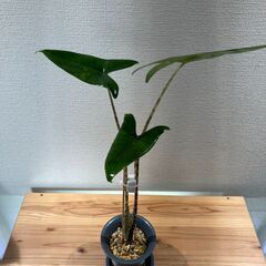 観葉植物 アロカシア ゼブリナ③の画像