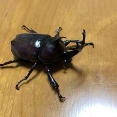 カブトムシ（オス）の画像