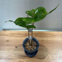 観葉植物 アロカシア スティングレイ①の画像