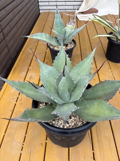 最終値下げ‼️アガベ アプラナータ 青メリコ 大株