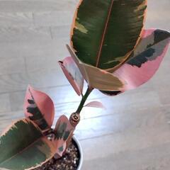 観葉植物🌿フィカス ルビー（ゴムの木）の画像