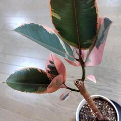 観葉植物🌿フィカス ルビー（ゴムの木）の画像