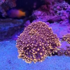 バブルディスクの画像