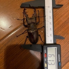 ミヤマクワガタ　61mmの画像