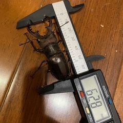 ミヤマクワガタ　62mmの画像