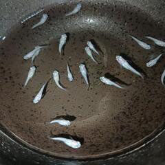 🉐★めだか〜ポニョ　出目半ダルマ稚魚15匹の画像