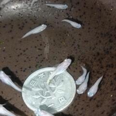 🉐★めだか〜ポニョ　出目半ダルマ稚魚15匹の画像