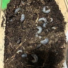 国産カブトムシ　江田島産レッドレッドアイ純血統幼虫５匹の画像
