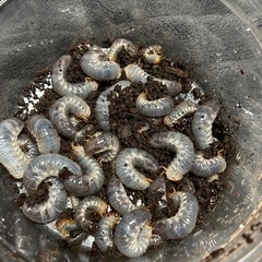 国産カブトムシ　江田島産レッドレッドアイ純血統幼虫５匹の画像