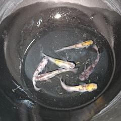 ★めだか〜和墨＆和墨三色　6匹　産卵開始サイズの画像