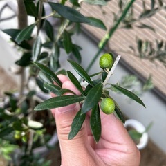 オリーブ　オリーブの木　ガーデン　植物の画像