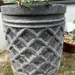 オリーブ　オリーブの木　ガーデン　植物の画像