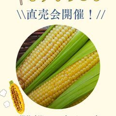 【自分で収穫する、とうもろこし直売会】