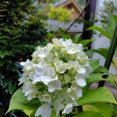 大輪の花びら　紫陽花　ポット苗1の画像