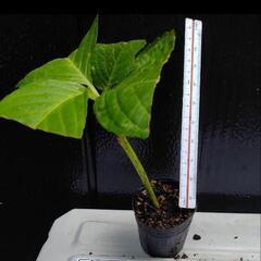 大輪の花びら　紫陽花　ポット苗1の画像