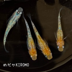 夜桜メダカ 稚魚～幼魚6匹  ※2025年生まれの画像