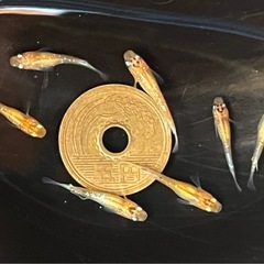 夜桜メダカ 稚魚～幼魚6匹  ※2025年生まれの画像