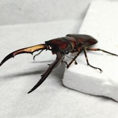 メタリフェルホソアカクワガタ 亜種サンギレンシス　幼虫5匹(おまけ1匹)合計6匹　雌雄不明の画像