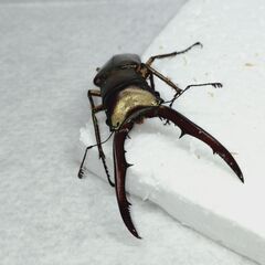 メタリフェルホソアカクワガタ 亜種サンギレンシス　幼虫5匹(おまけ1匹)合計6匹　雌雄不明の画像