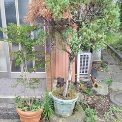 逗子 無料あげます 植木 植物 樹木 花壇 花 家庭菜園 土いじり 観葉植物 栽培 アロエ 紫蘇 シソ DIY 畑 農園 木陽樹 ガーデン 盆栽 造園 緑化 庭いじり 菜園 野畑 植木鉢 プラントポット プランター グロスポット  0円 お譲りしますの画像
