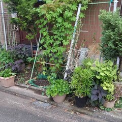 逗子 無料あげます 植木 植物 樹木 花壇 花 家庭菜園 土いじり 観葉植物 栽培 アロエ 紫蘇 シソ DIY 畑 農園 木陽樹 ガーデン 盆栽 造園 緑化 庭いじり 菜園 野畑 植木鉢 プラントポット プランター グロスポット  0円 お譲りしますの画像